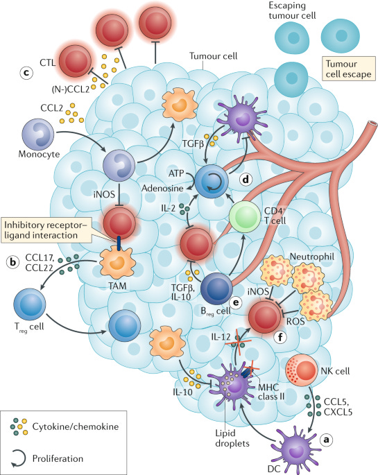 Immune crosstalk in cancer progression and metastatic spread: a complex  conversation | Nature Reviews Immunology