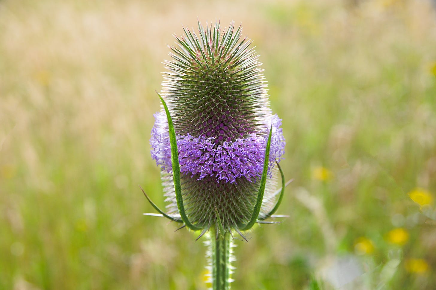 Teasel for Treatment of Lyme? - Lyme Disease Association