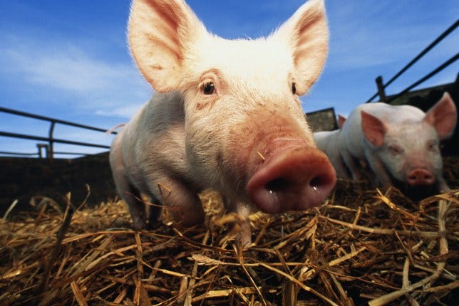 Different types of swine flu can be transmitted from pigs to humans