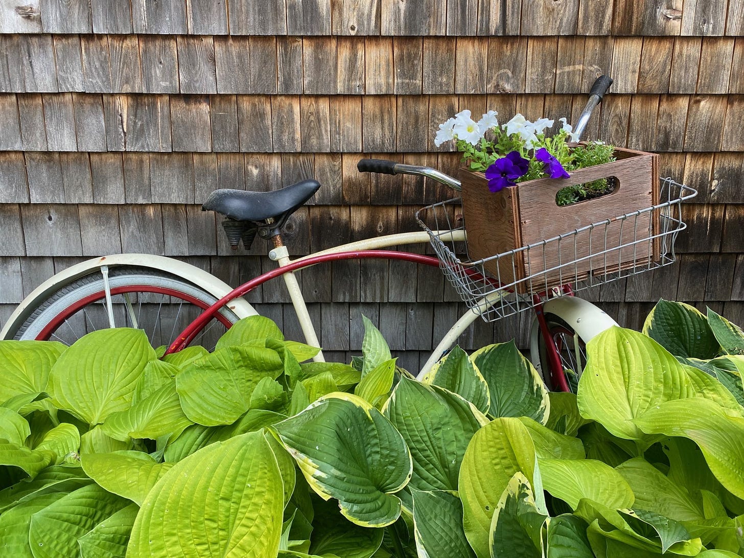 Red and cream vintage bike propped against a house with cedar shakes. Foreground contains lush hosta plants. Flower basket on bike holds purple and white petunias.