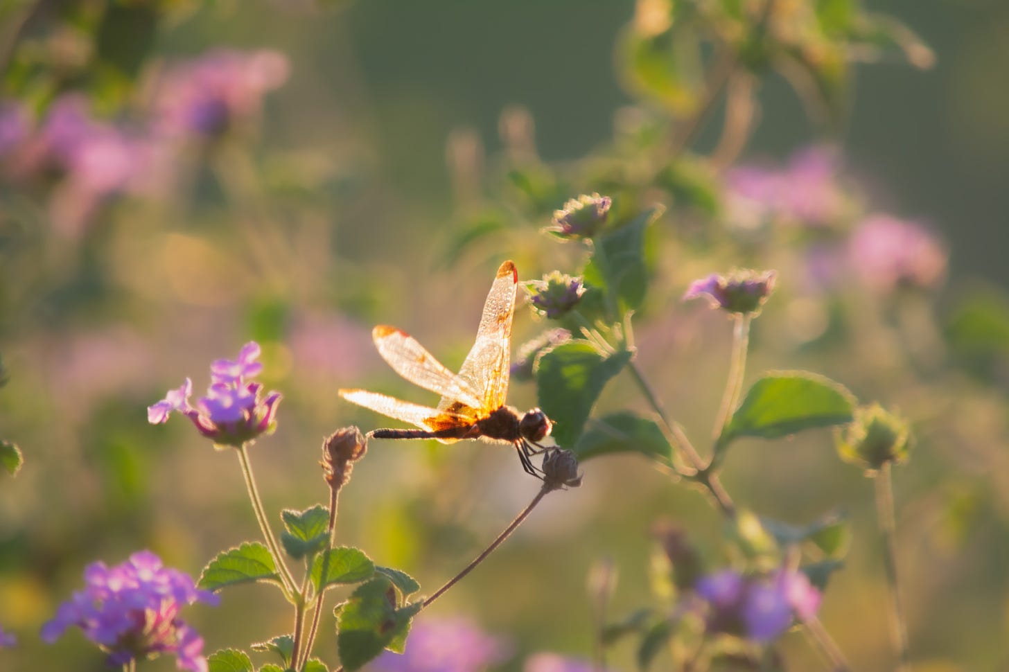 a single dragonfly on purple lantana blooms with a blur of blossoms and leaves in the background