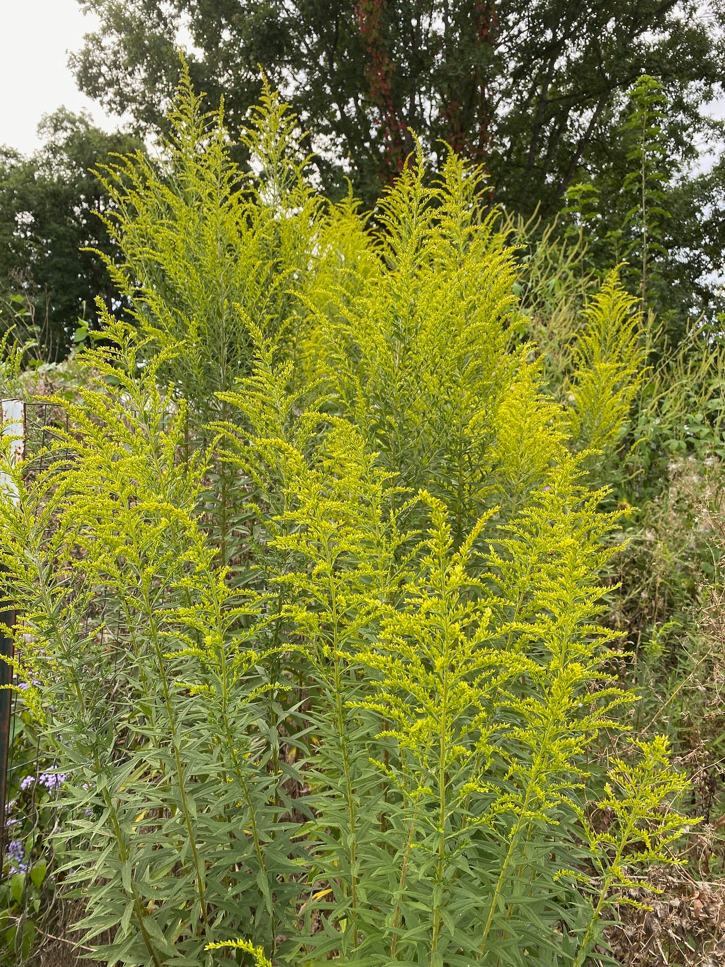 Goldenrod, Solidago canadensis, can reach over 2 meters in height. 