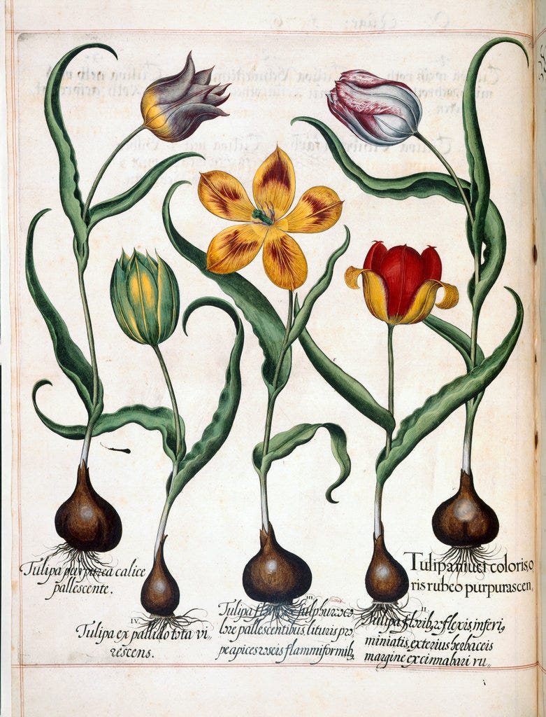 Hortus Eystettensis, sive diligens et accurata omn Hortus Eystettensis, sive diligens et accurata omn