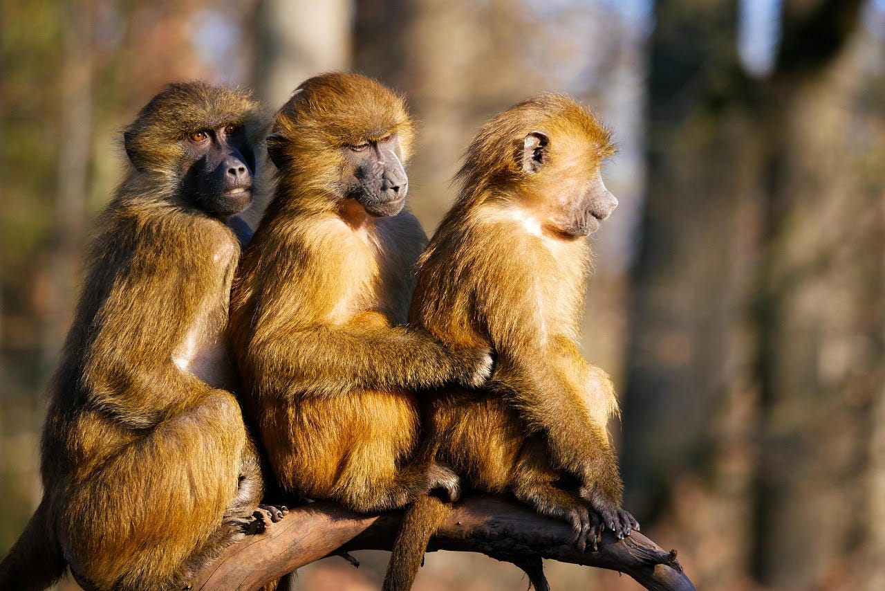 Three small golden-brown baboons sit on a branch, back to chest. The middle baboon grooms the idle one in front of it, while the last baboon stares off into the distance.