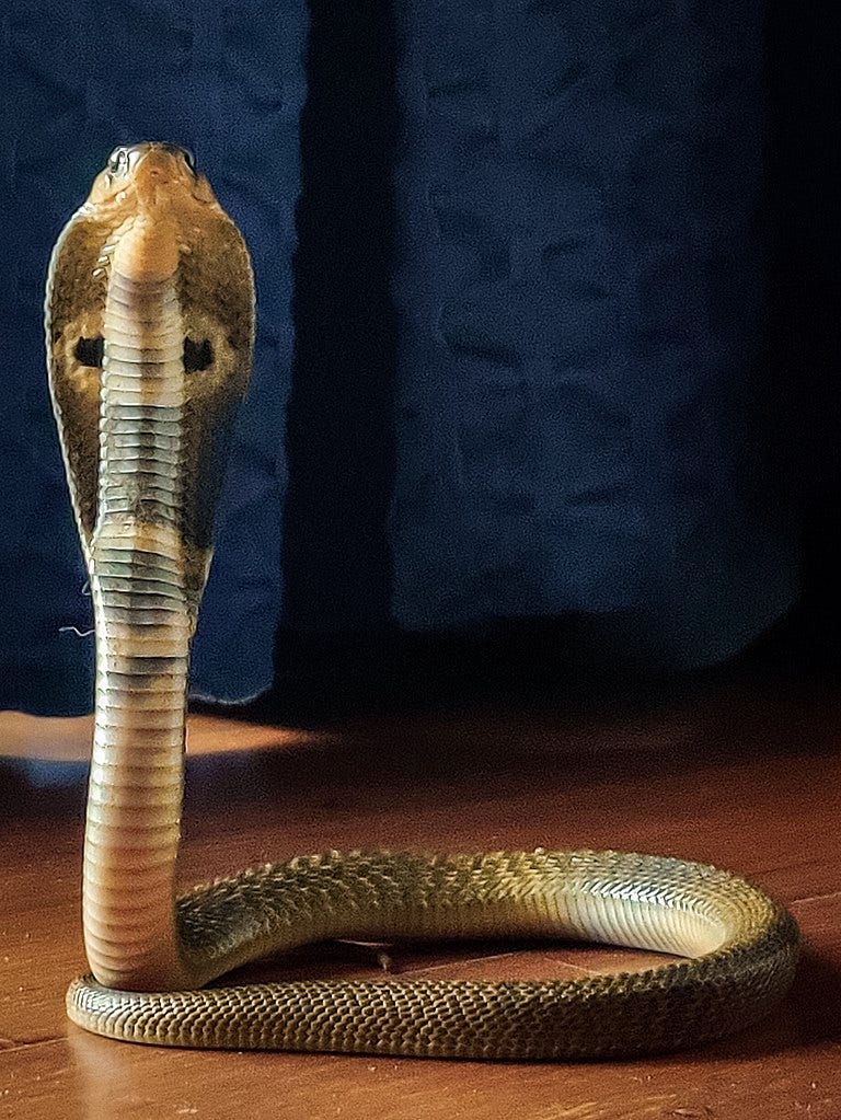 An Indian cobra