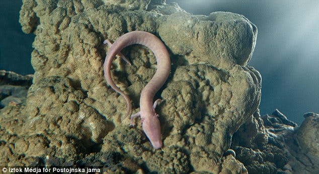 Slovenian Olm salamander lays eggs for first time in three years | Daily  Mail Online