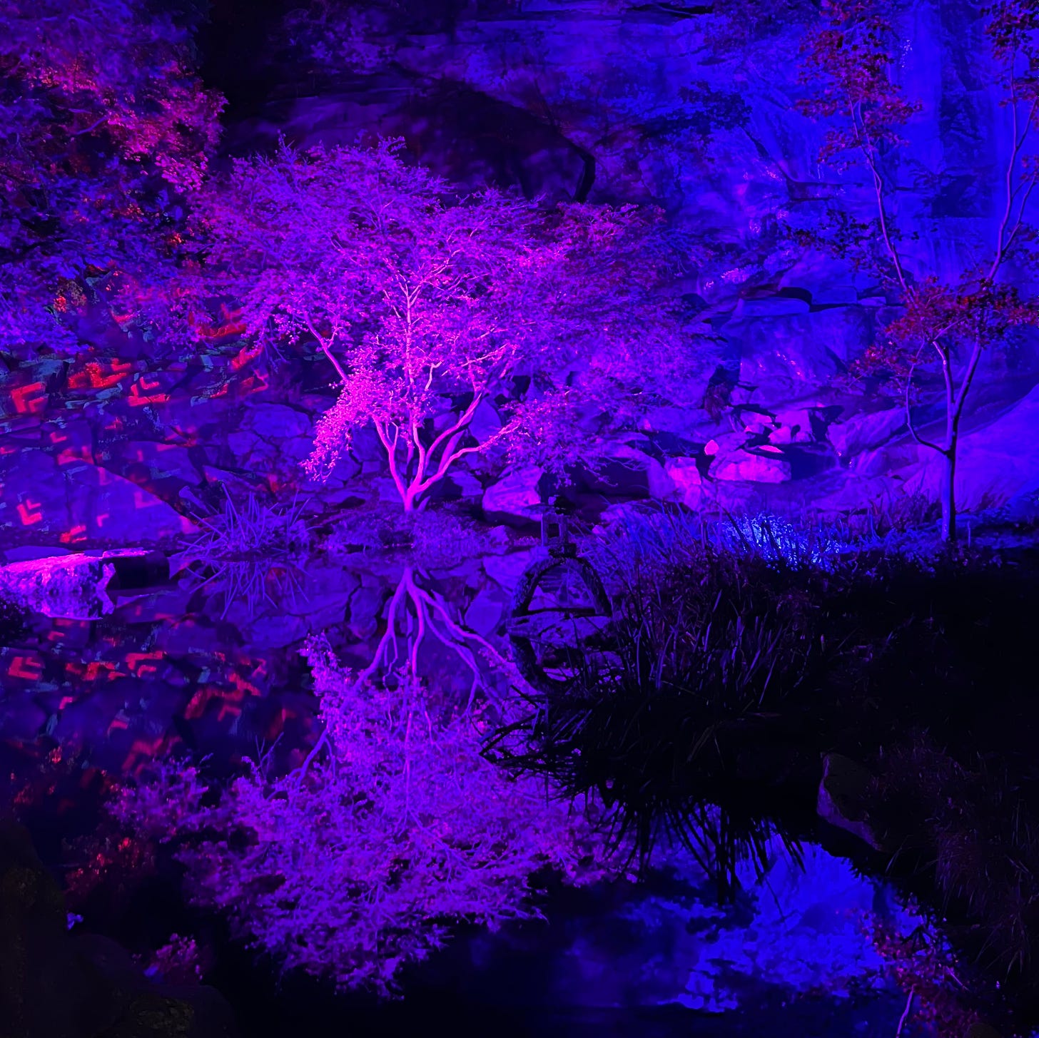 a small tree against a rock wall is reflected in the water below. the tree is lit up in purple, the rocks are dark blue, and the water is black.