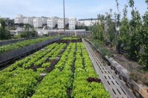 Rooftop garden growing produce