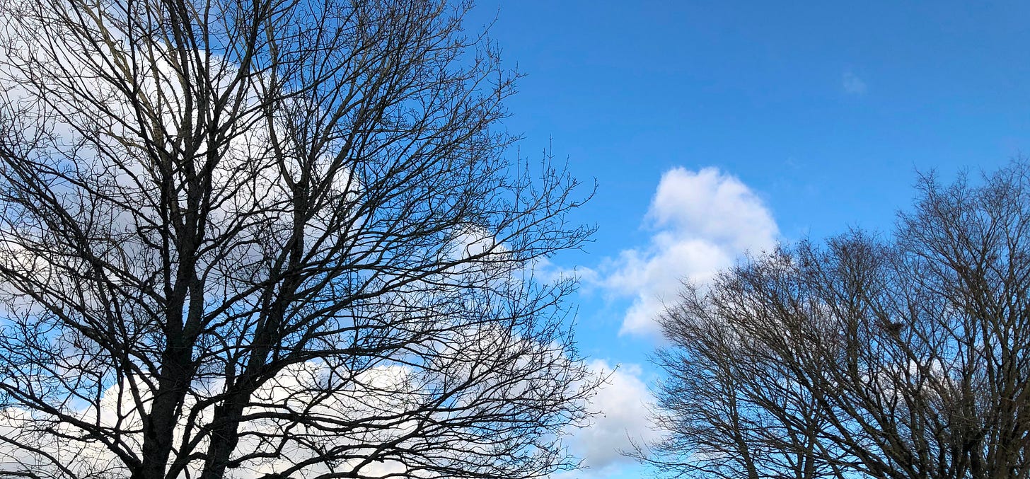 Tree silhouettes before a lofty blue sky