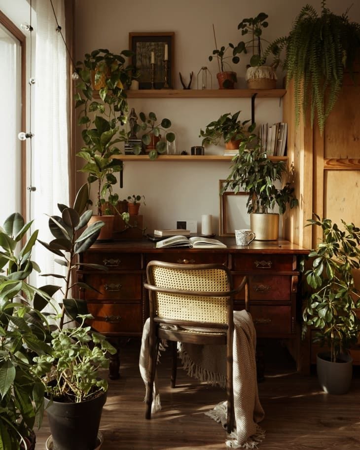 a desk with a wicker chair pulled up to it; there are green plants everywhere