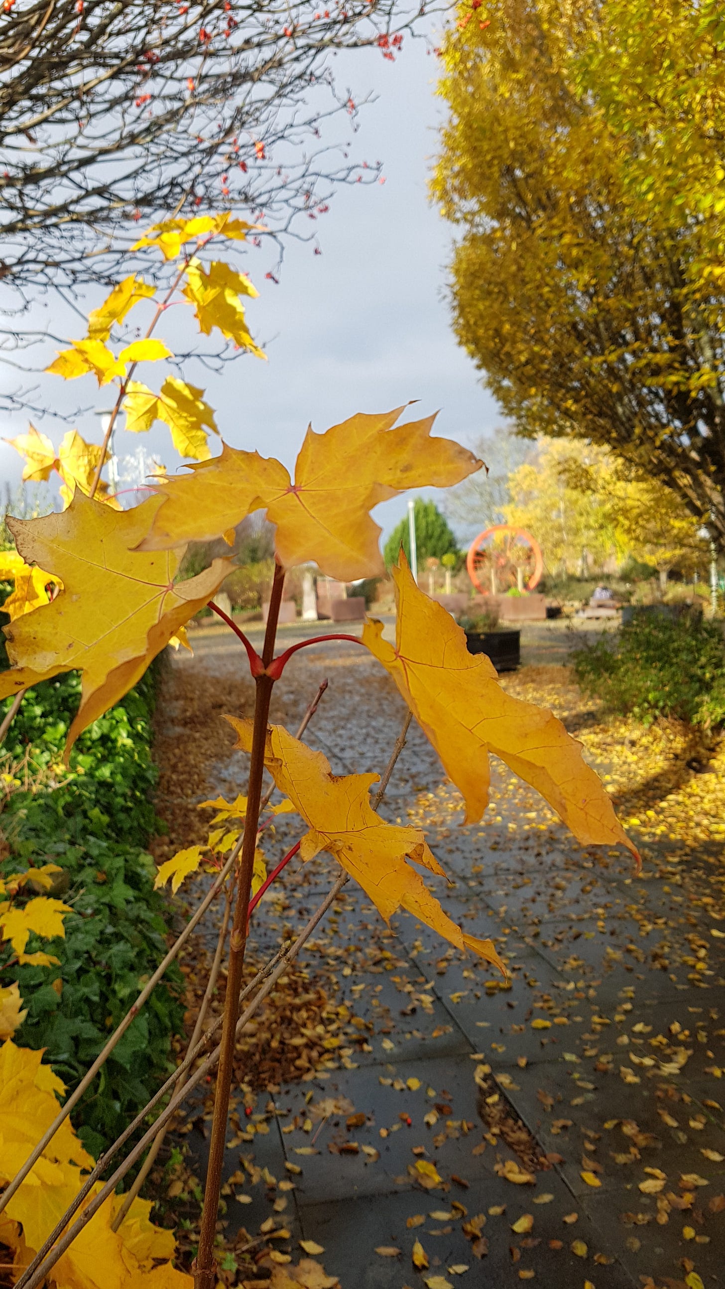 Yellow leaves on trees in Newtongrange Midlothian November 2023