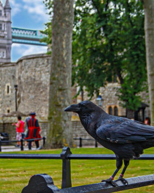 May be an image of 2 people and the Tower of London