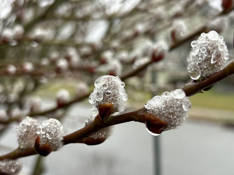 Buds on a tree branch covered in water droplets.