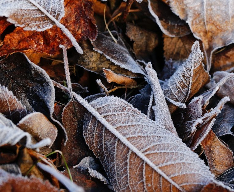 Crunchy frozen leaves.