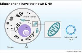 Could Mitochondria Be the Key to a Healthy Brain?
