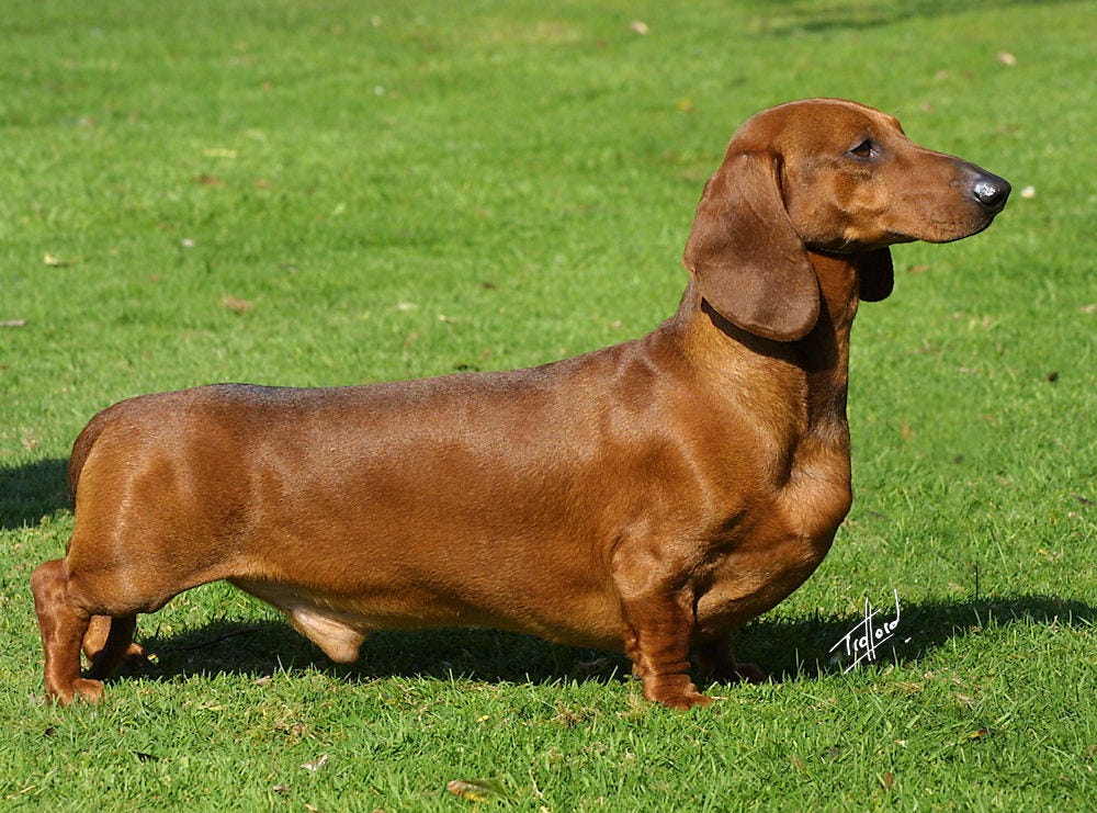 Dachshund - Wikipedia