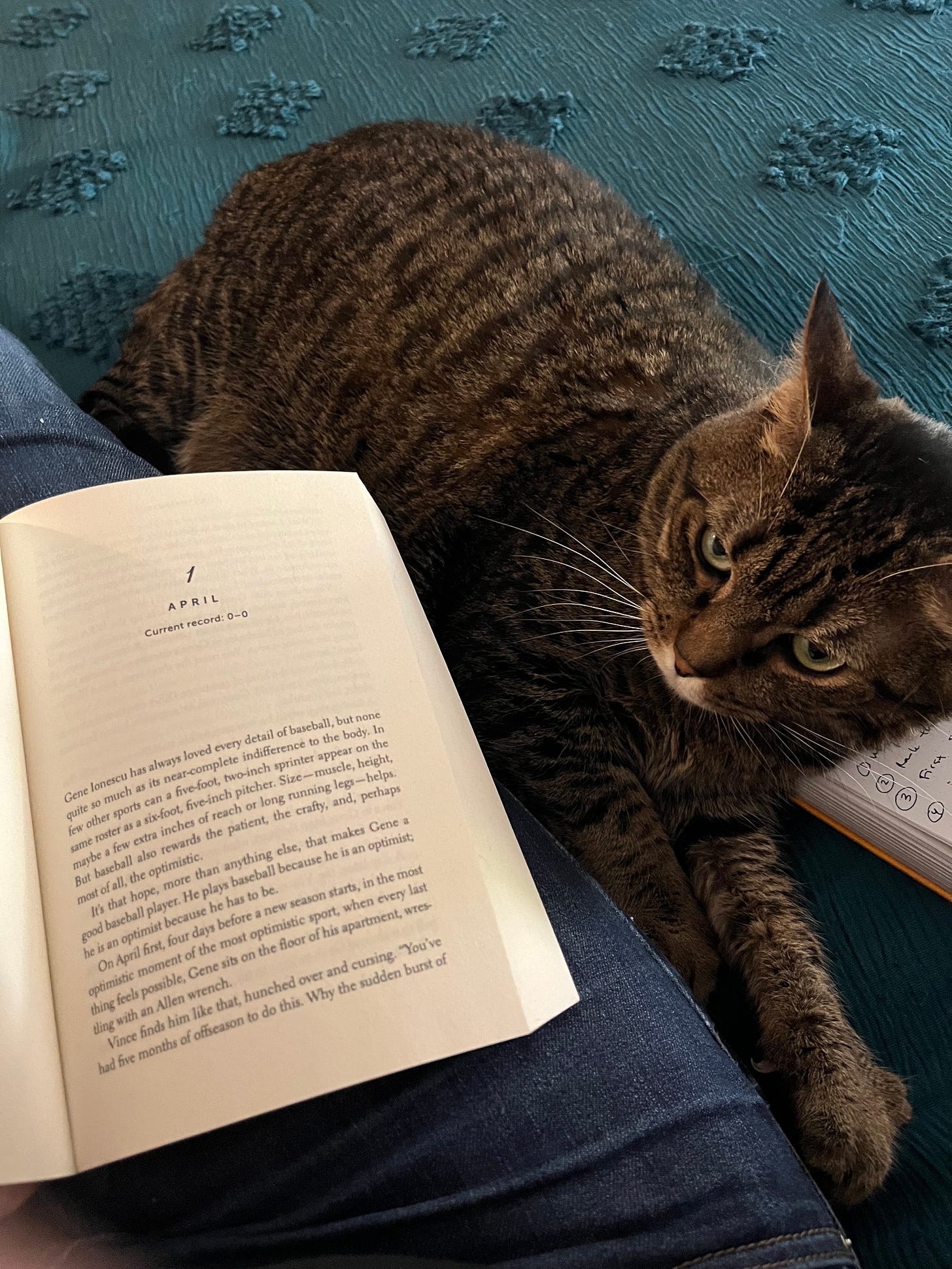 Picture of a copy of THE PROSPECTS open on my lap to the first page, with a grey-and-brown striped cat snuggled up next to my leg, on top of a teal bedspread.