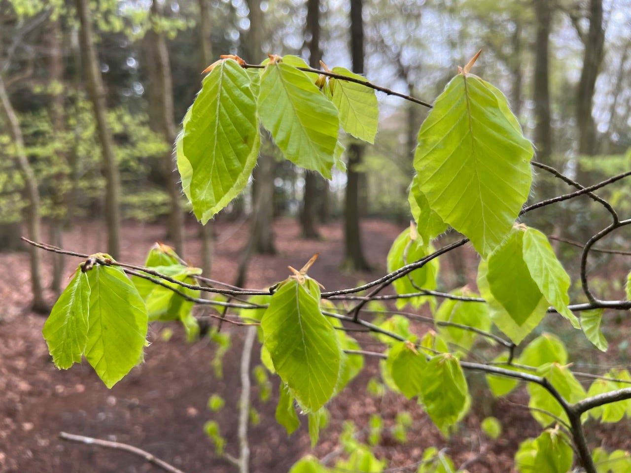 Green leaves on a tree in a wood — summer green