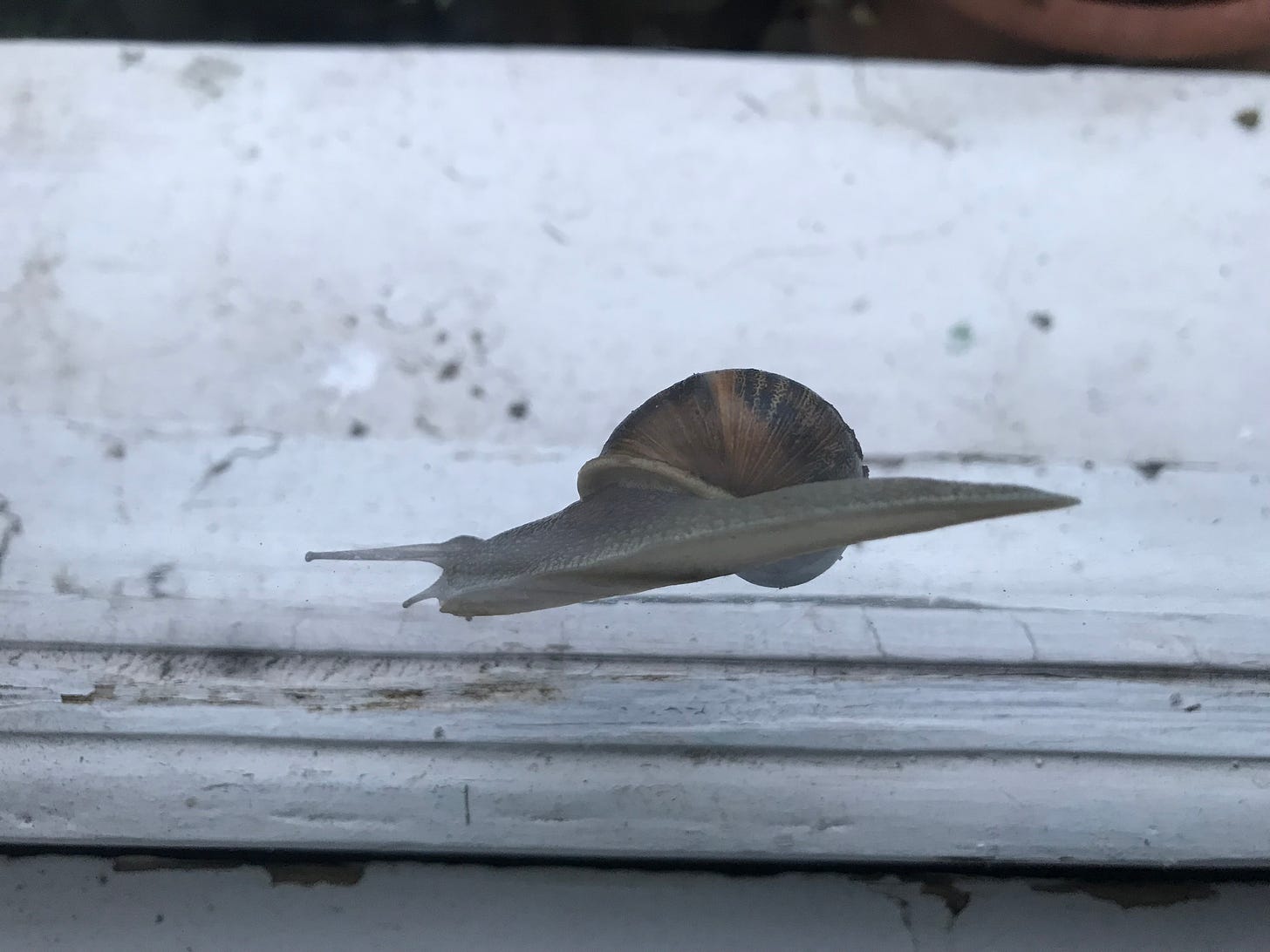 the underbelly of a snail snailing its way across a window pane