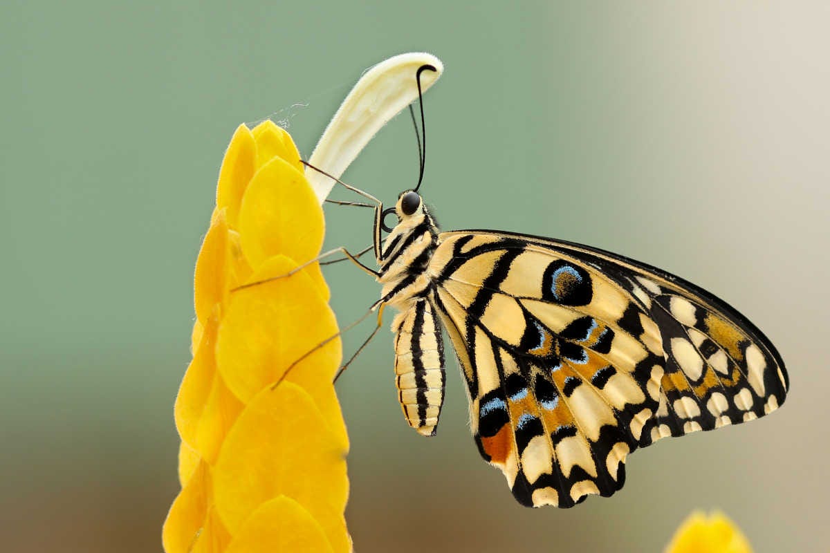 una mariposa marilla posada en una flor amarilla, vista de perfil
