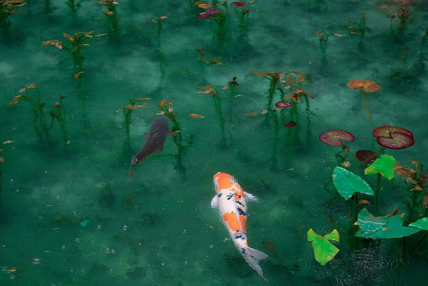A Japanese tradition