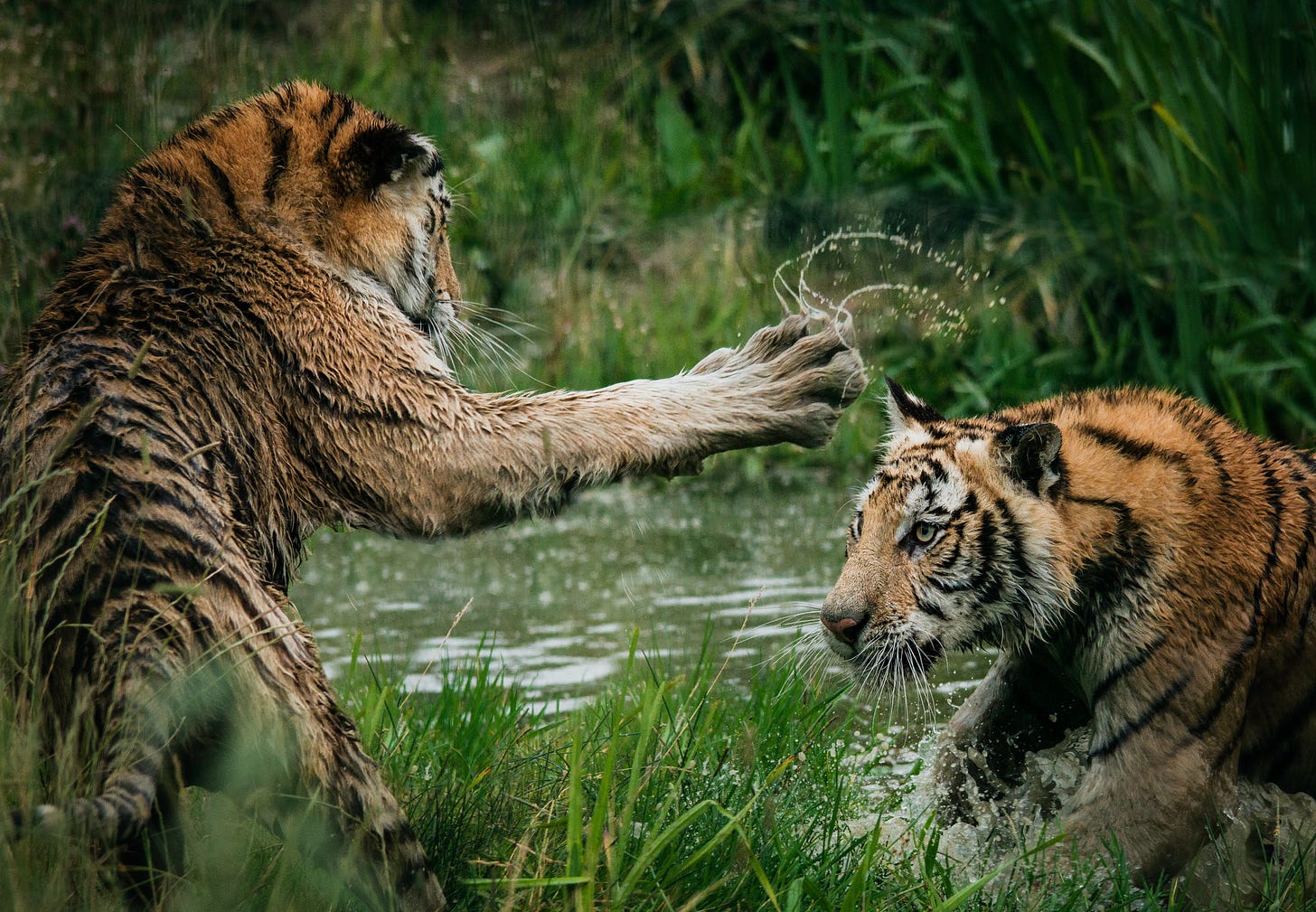 Two tigers in the water surrounded by grass fighting.