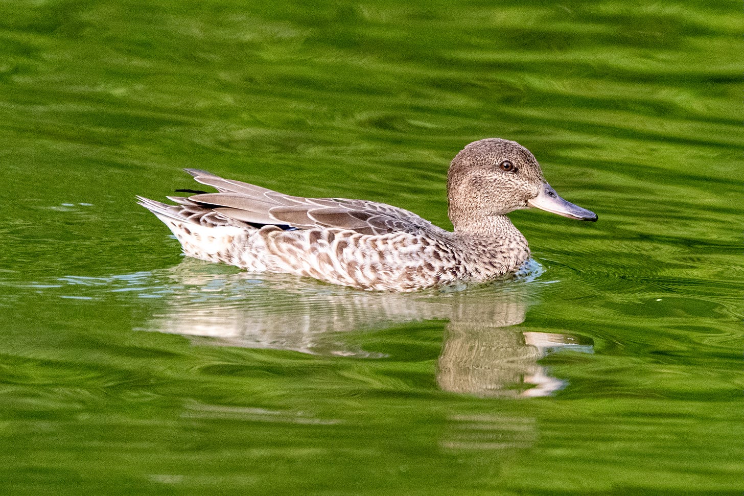 A green-winged teal, looking for all the world like a compact, subtler mallard, swims on green lakewater
