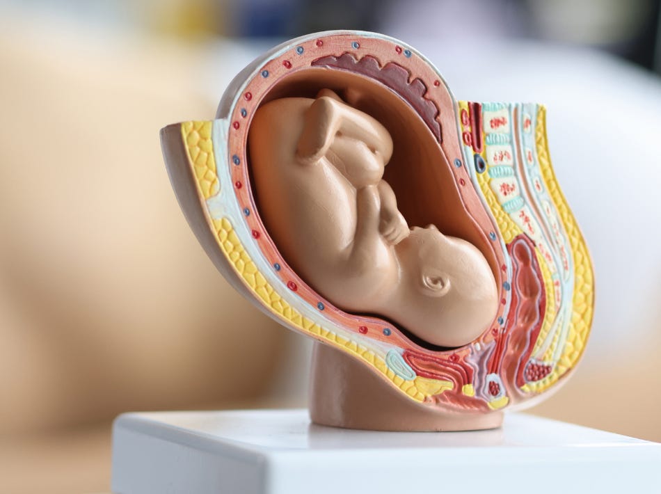 model of a preborn baby inside a plastic uterus