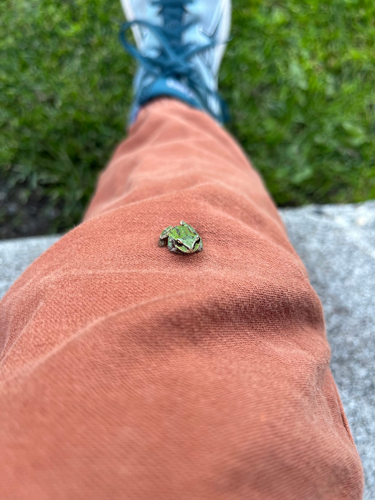 A quarter-sized frog with brown markings sits contentedly on Lindsey's outstretched leg, clad in a terracotta-colored denim. Her foot is stretched out in front of her onto a lawn but is not in focus.
