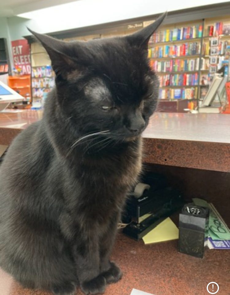 Black cat on the counter of a bookstore