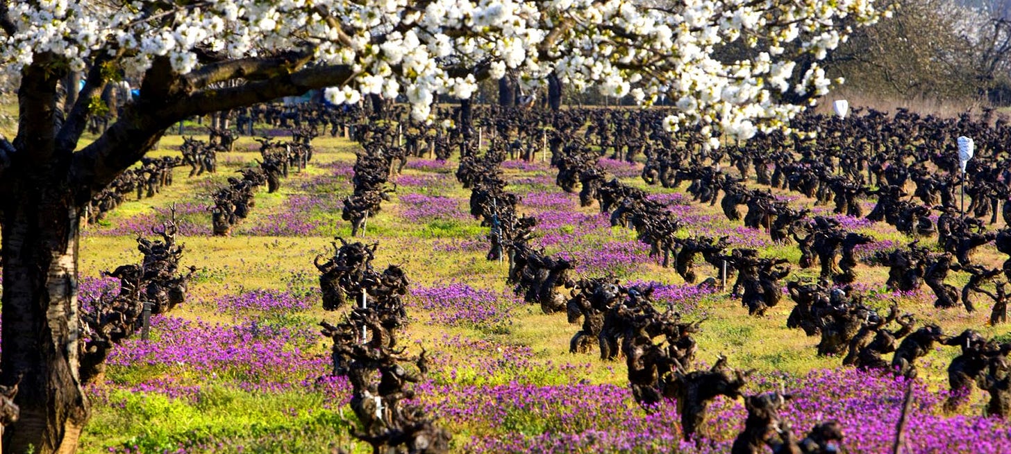 El Bierzo Wine Route โ Bierzo Enoturismo. Leรณn. Wine tourism | spain.info El Bierzo Wine Route โ Bierzo Enoturismo. Leรณn. Wine tourism | spain.info