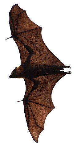 Bat - Wikipedia