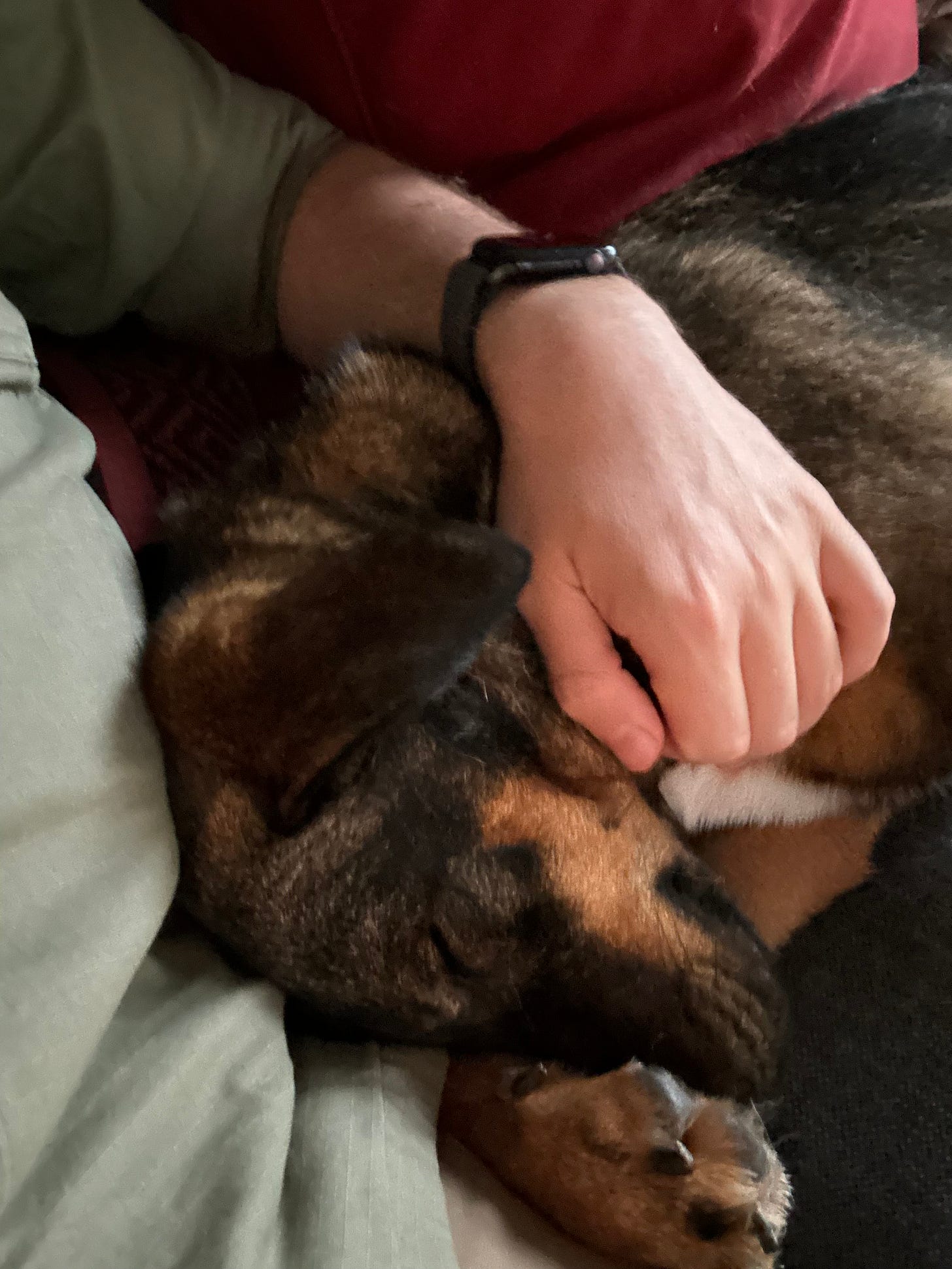 Tigre with her head on my lap, sleeping. Her paw is over her nose.