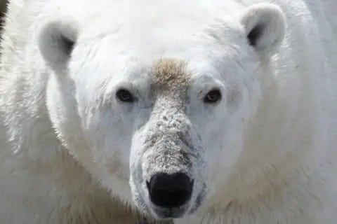 David McGeachy Face of a polar bear