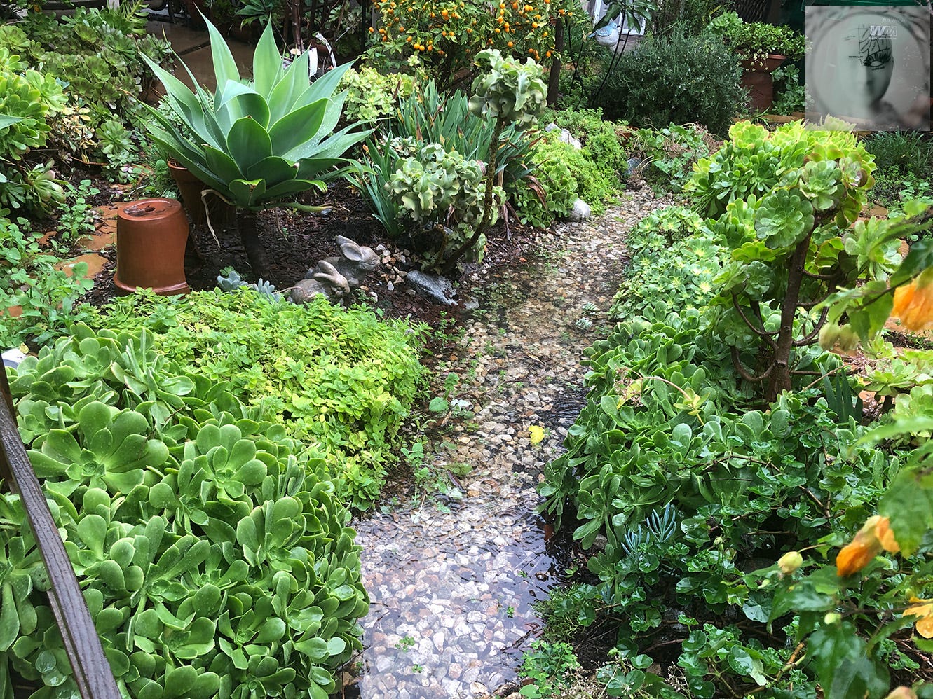 A backyard dry stream bed flows with water after the “atmospheric rivers” in So Cal