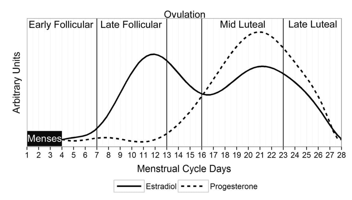 Menstrual cycle estradiol progesterone - MennoHenselmans.com