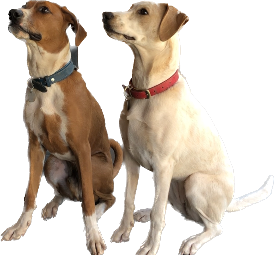My dogs, who look like hunting hounds, one brown with white markings, the other white with tan markings.