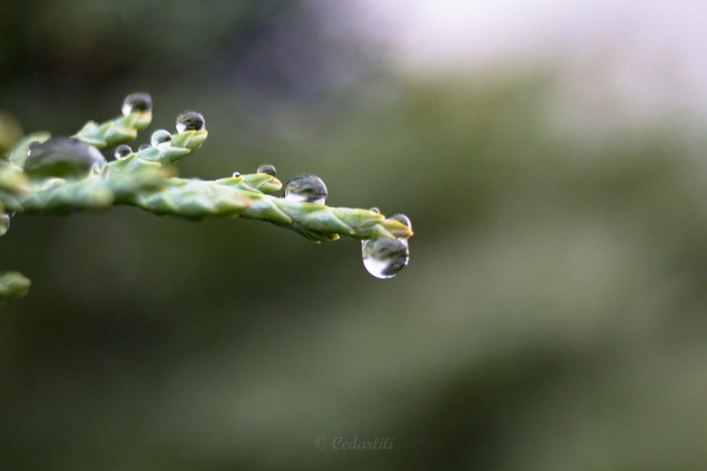 Raindrops on Juniper 