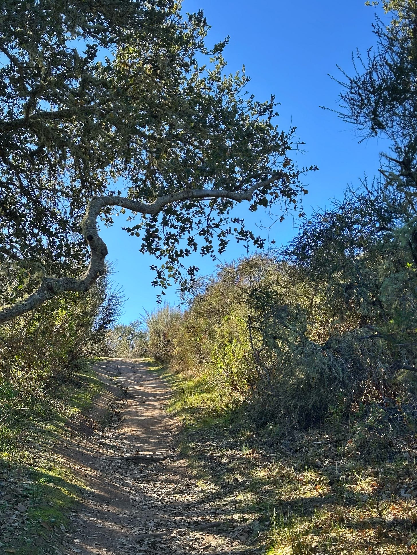 picture of dirt path winding through trees