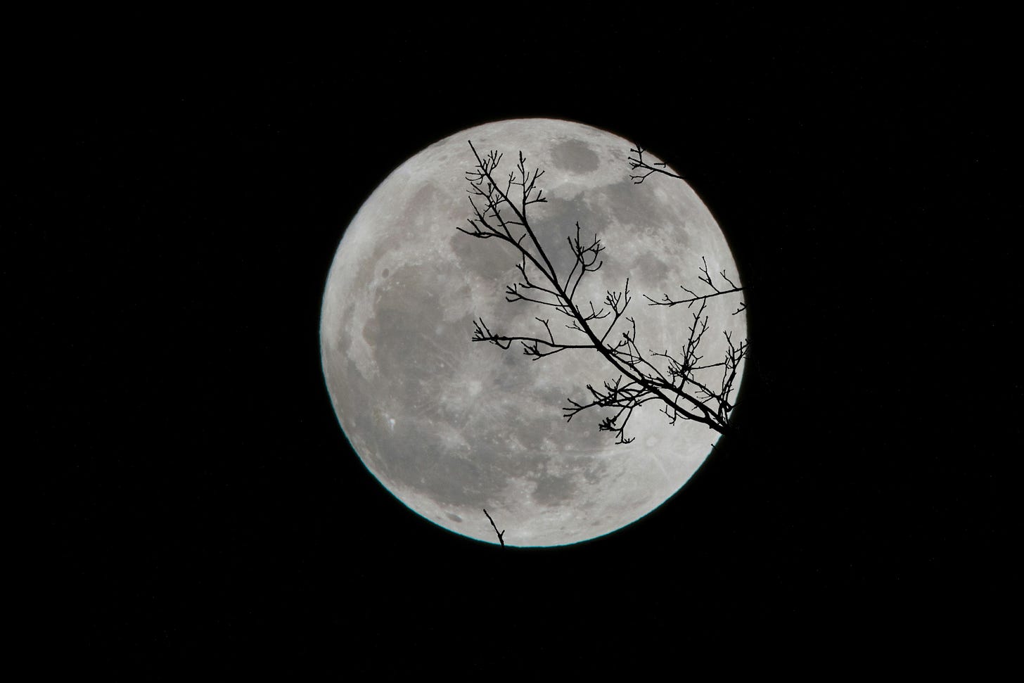 un ramo di albero invernale davanti alla sagoma luminosa della luna
