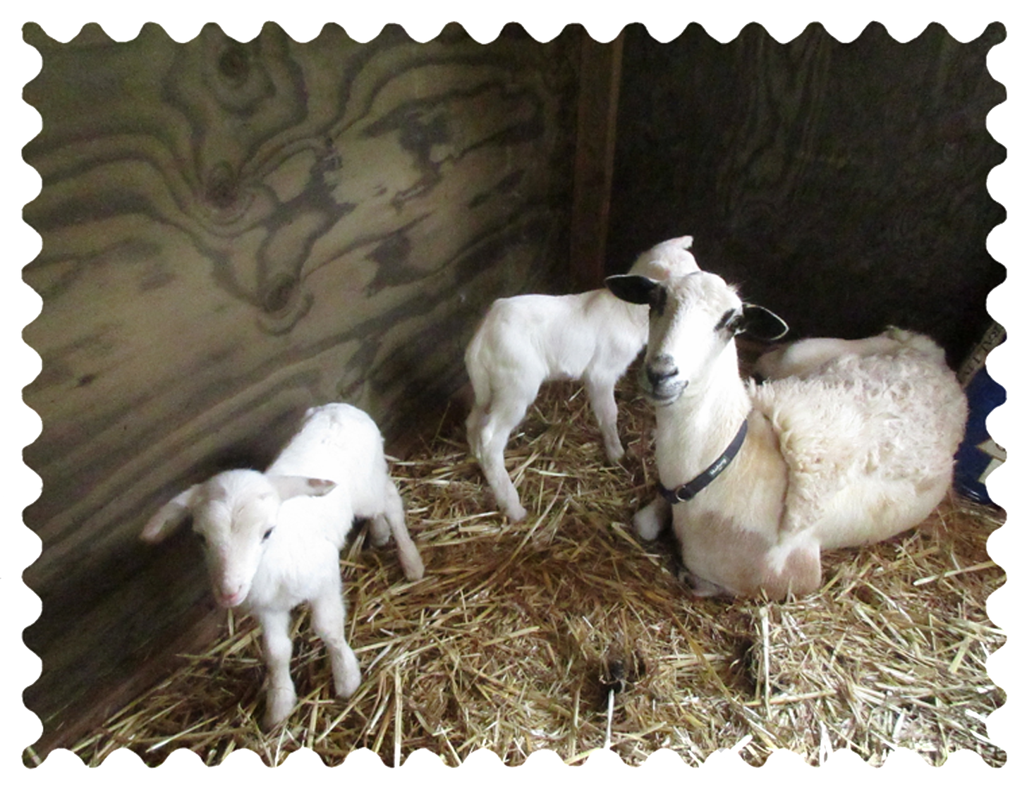 Photo of a ewe and two lambs in a wooden shelter with a straw floor.  One lamb is off to the left.  Light brown spots are visible on this lamb’s earlobes.  The ewe is facing the camera, the insides of her earlobes are black.  The second lamb is partially obscured behind the ewe.