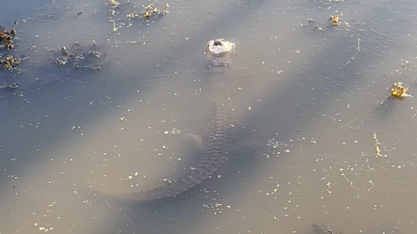 Alligators lean on instincts to survive freezing water