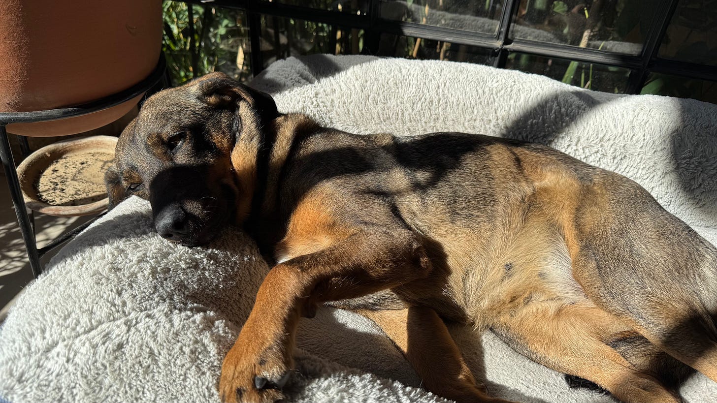 Our dog Tigre asleep in her bed.