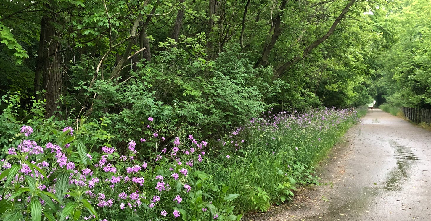 A view of a bike path with wildflowers along the side and a deer in the path.