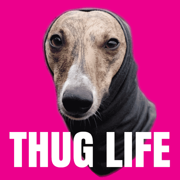 gif: italian greyhound in a snood with sungalsses pulling over eyes, tagged THUG LIFE