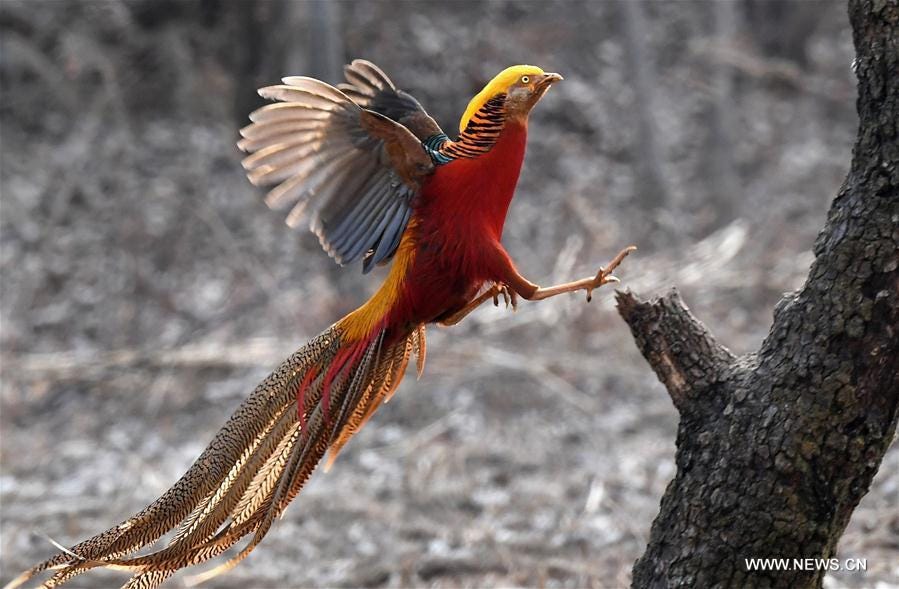 Golden pheasants sport in woods in C China's Henan - Xinhua |  English.news.cn