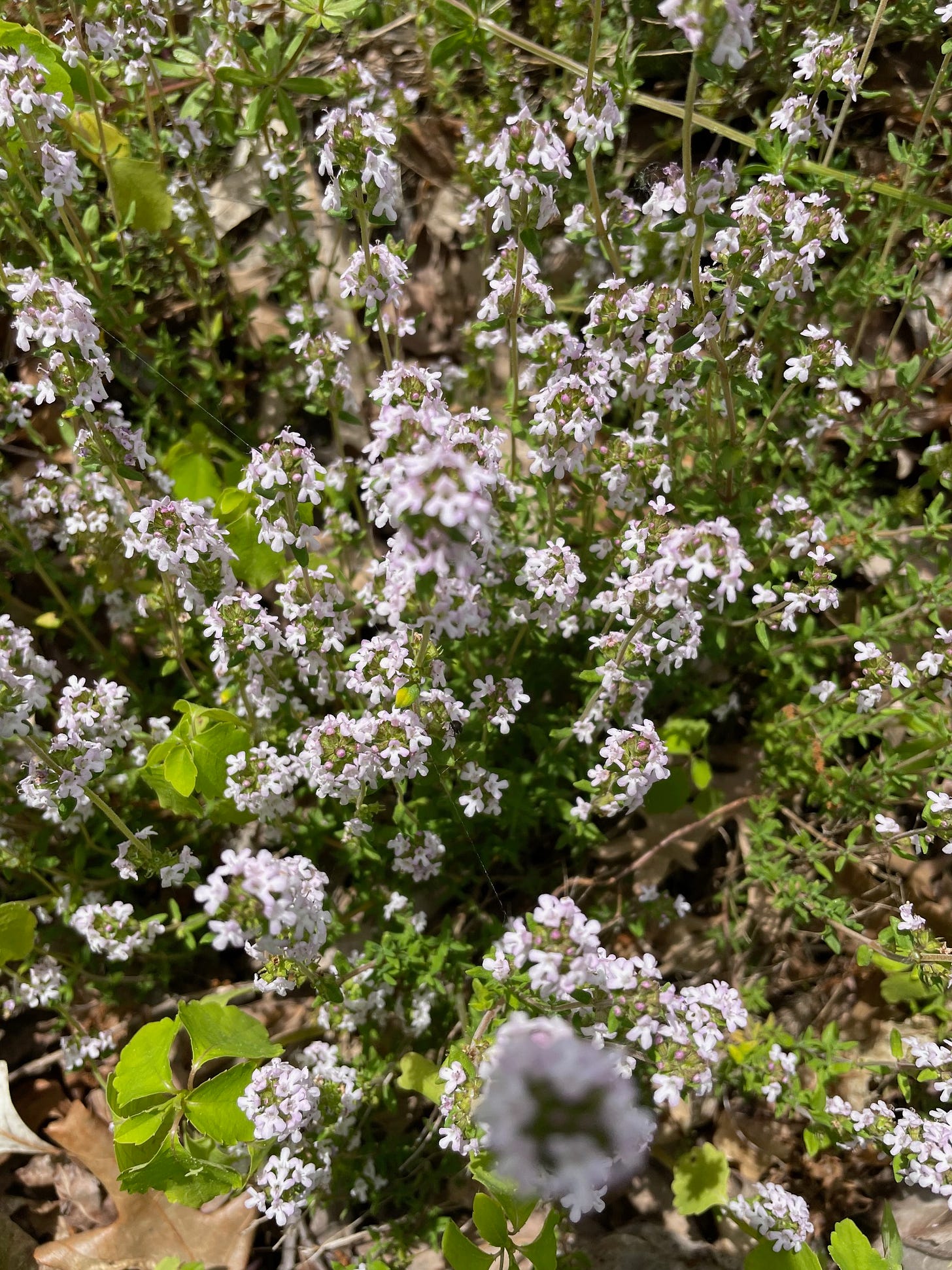 Thyme blooming among the weeds. 