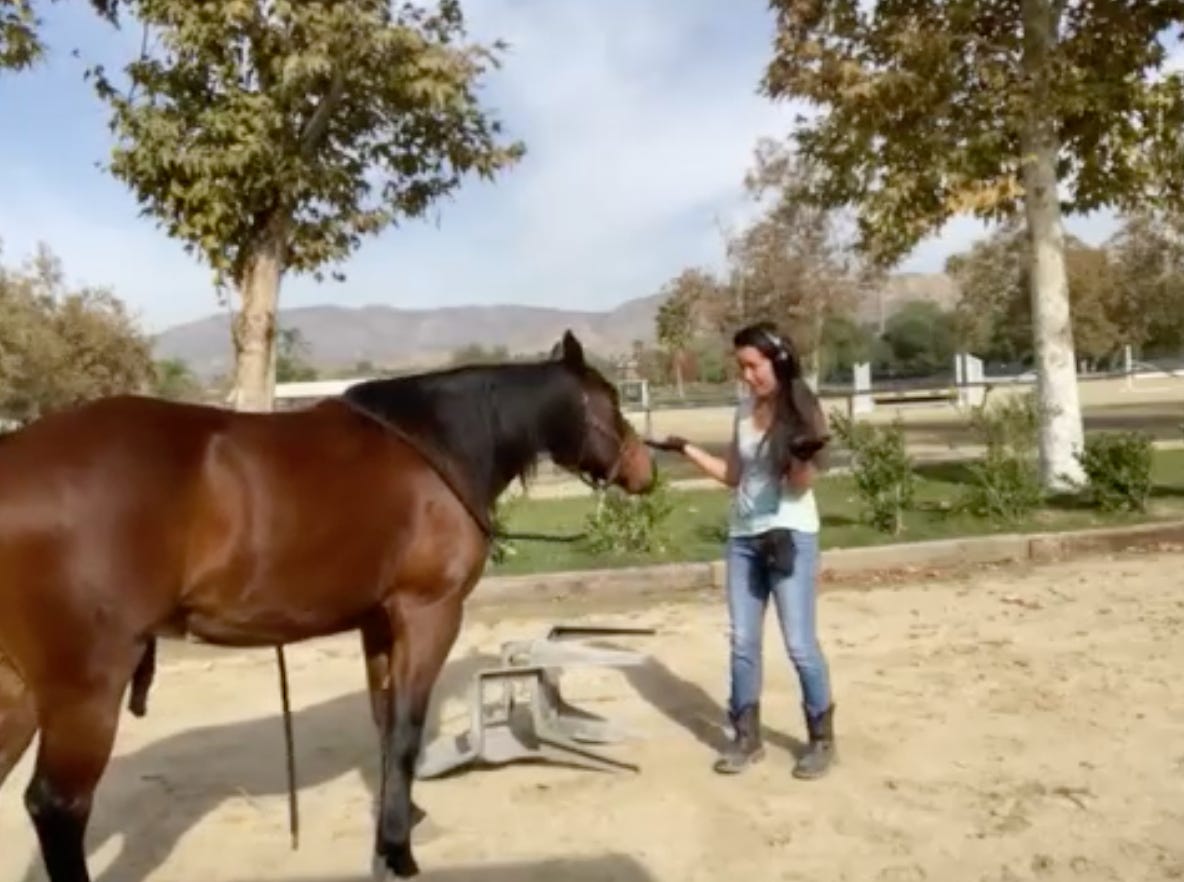 horse standing with some of his penis out with a woman shrugging