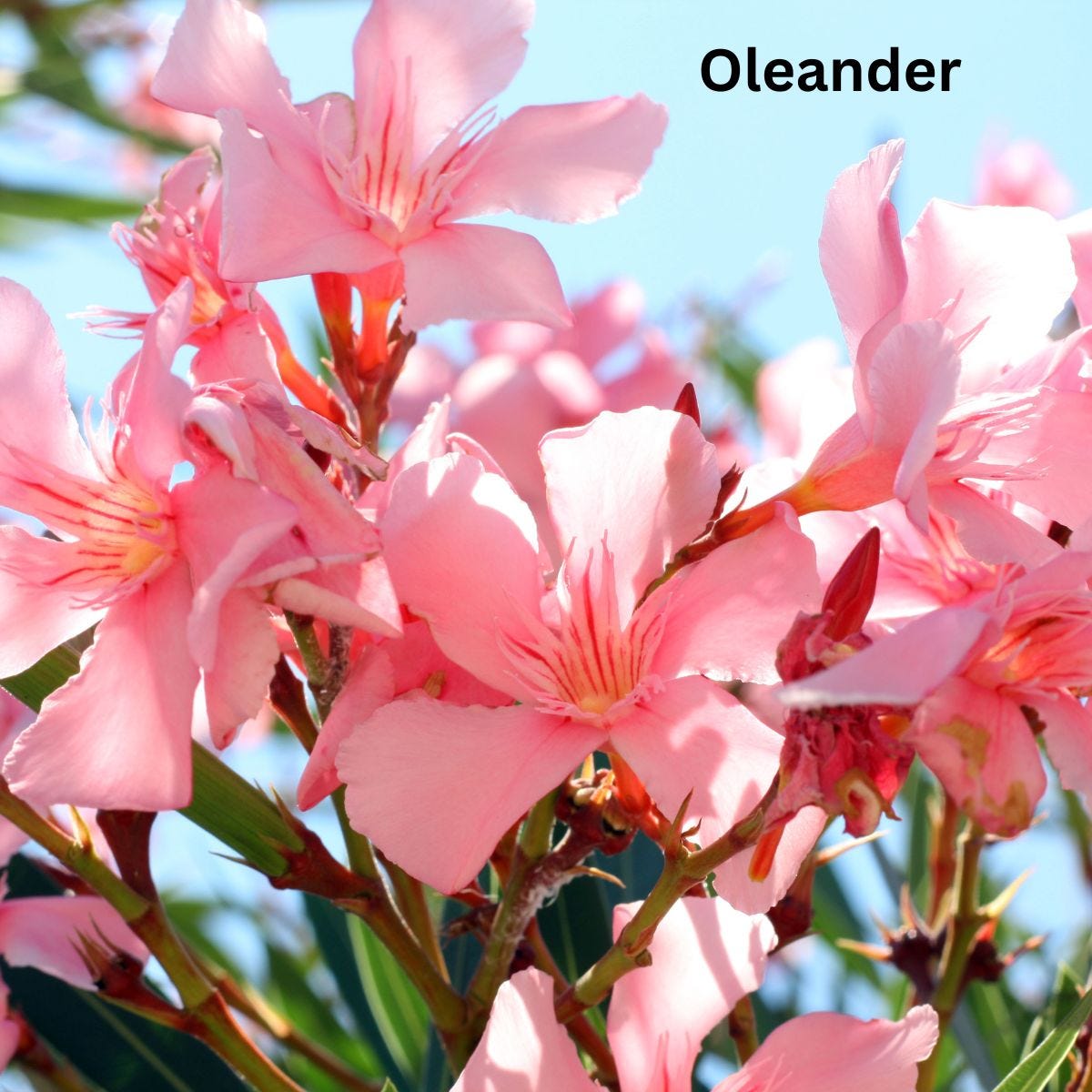 Oleander