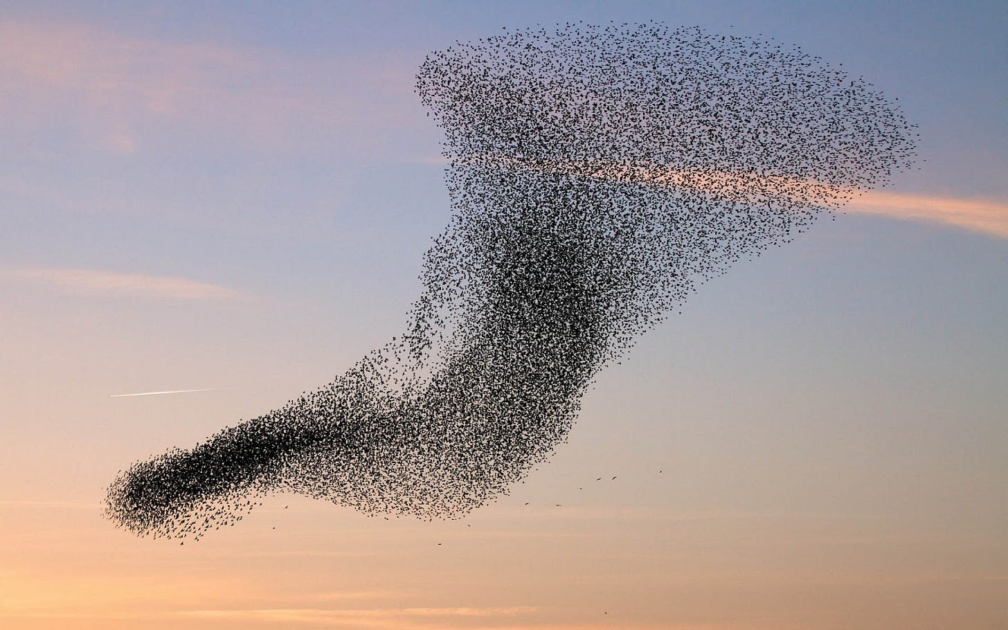 Why do birds flock together? – How It Works